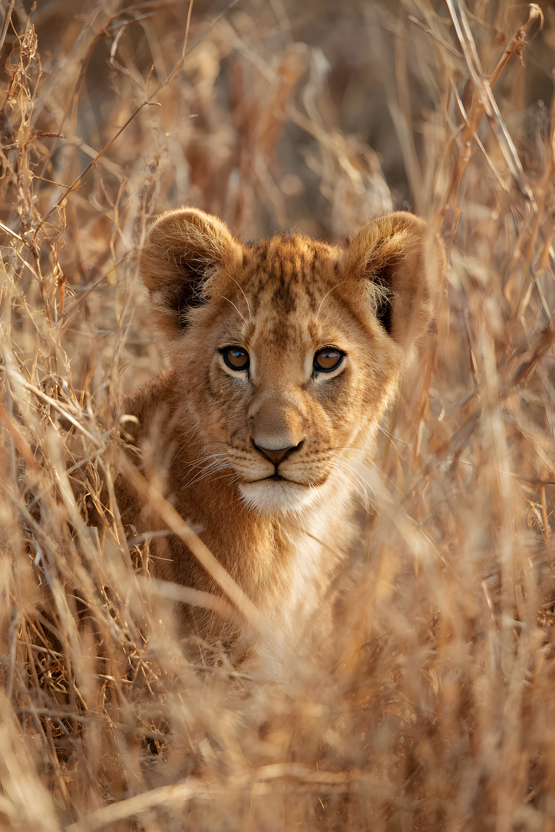 Young lion cub with golden-brown fur and amber eyes nestled among tall dry savannah grass.